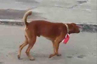 Pasang Bendera Merah Putih di Leher Anjing, Pegawai Pabrik Sawit di Riau Ditangkap Polisi