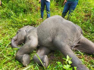 Anak Gajah Bernama Rizky Ditemukan Mati di PLG Minas Riau