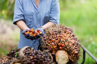 Turun, Harga Kepala Sawit di Riau Jadi Rp 2.403,16/Kg