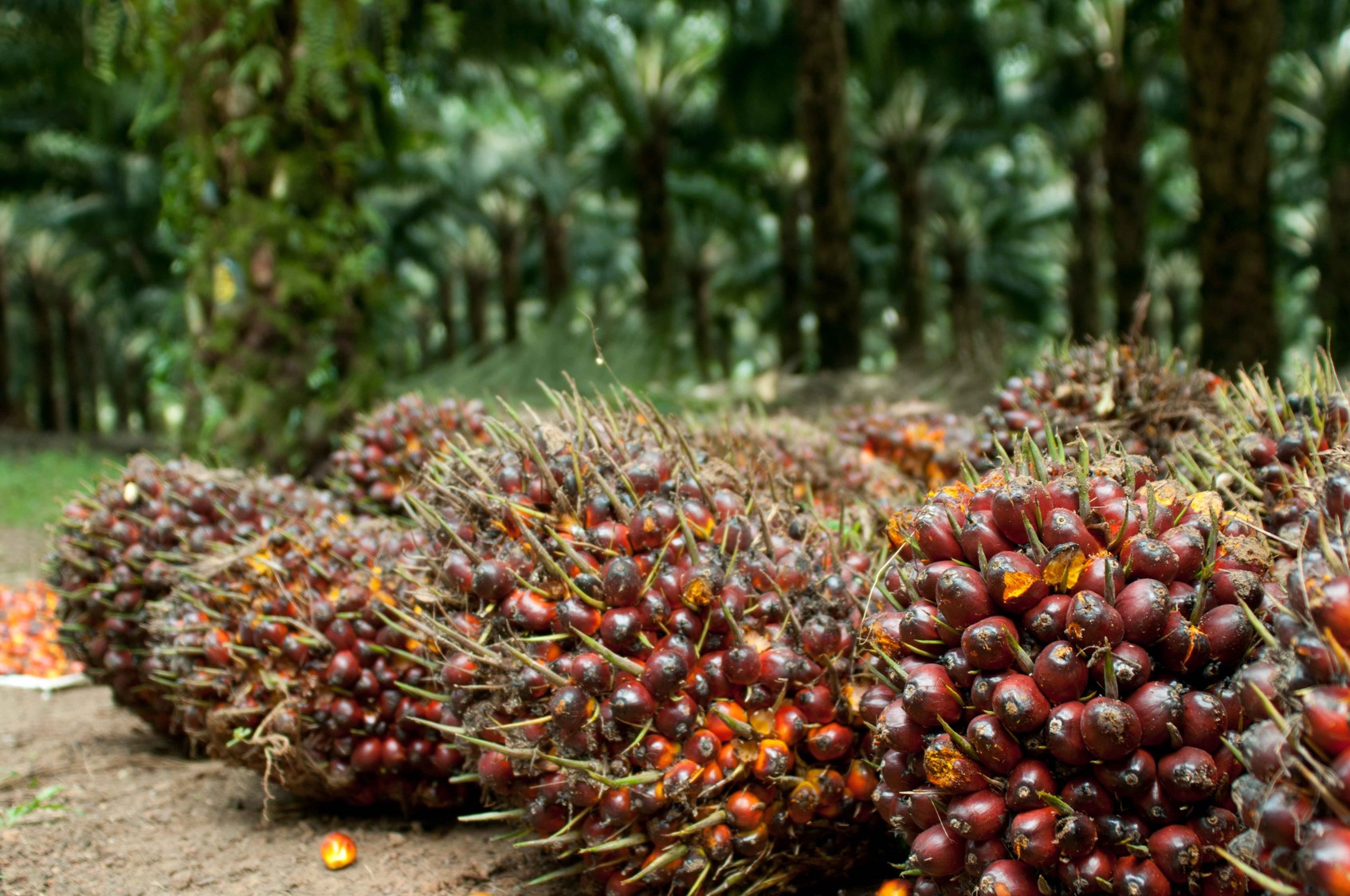 Harga Kelapa Sawit Petani Mitra Swadaya Riau Naik Jadi Rp 2.516,31 Per/Kg