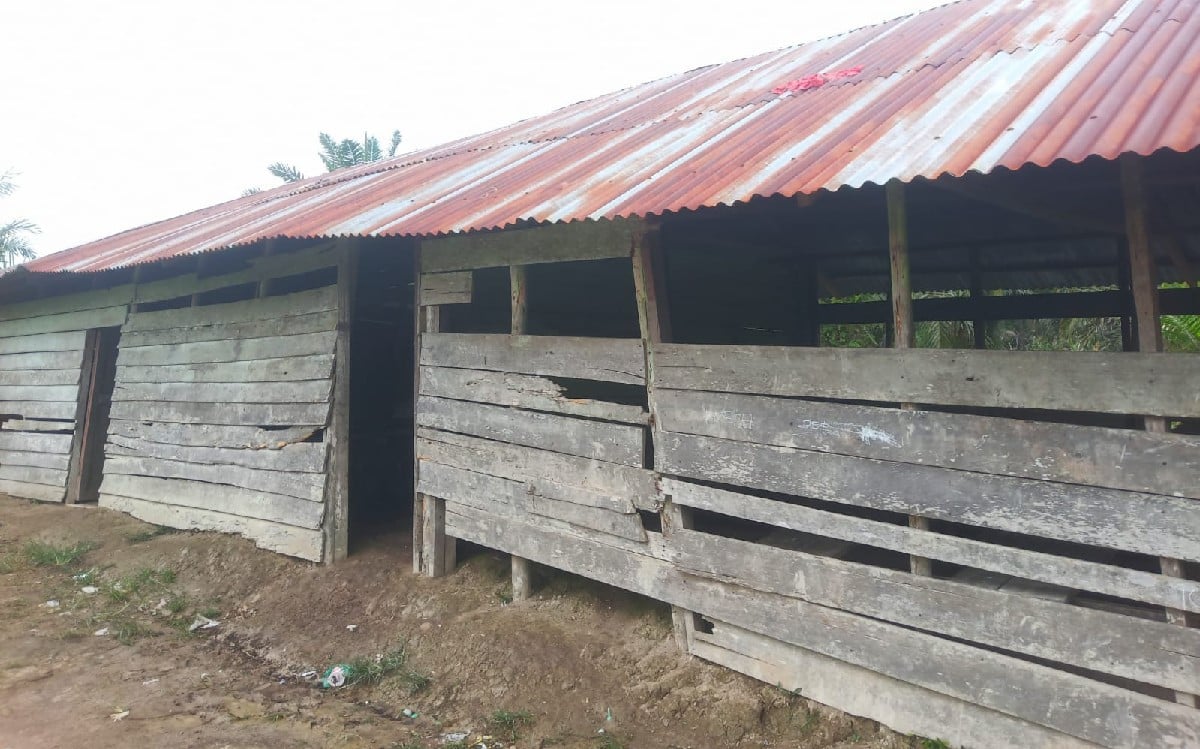Memprihatinkan! Puluhan Siswa SD Negeri di Rohil Belajar di Gubuk Mirip Kandang AyamÂ