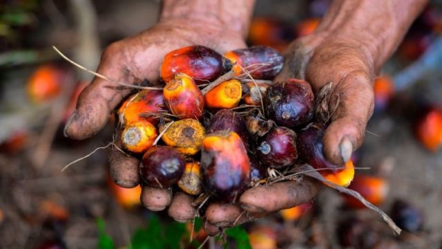 Turun, Harga TBS Kelapa Sawit Petani Swadaya Riau Jadi Rp2.464,00 per Kg