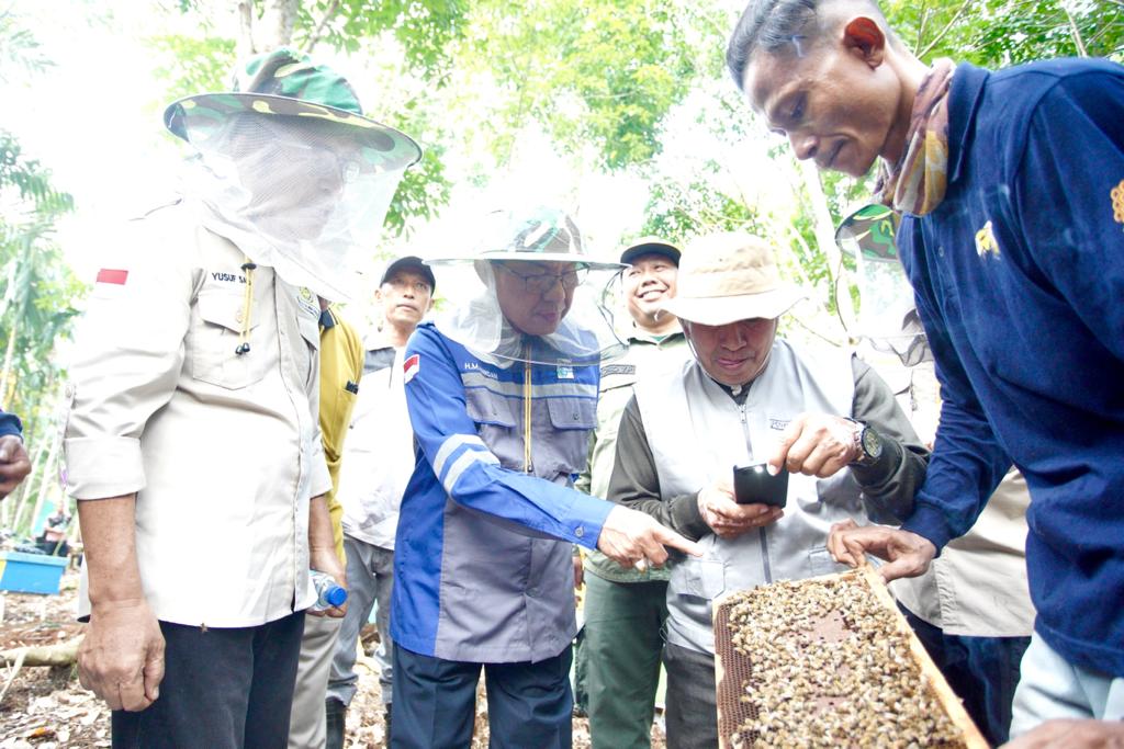 Di Tempuling Bupati Wardan Panen Madu Lebah Budidaya Poktan Madu Rimba Jaya