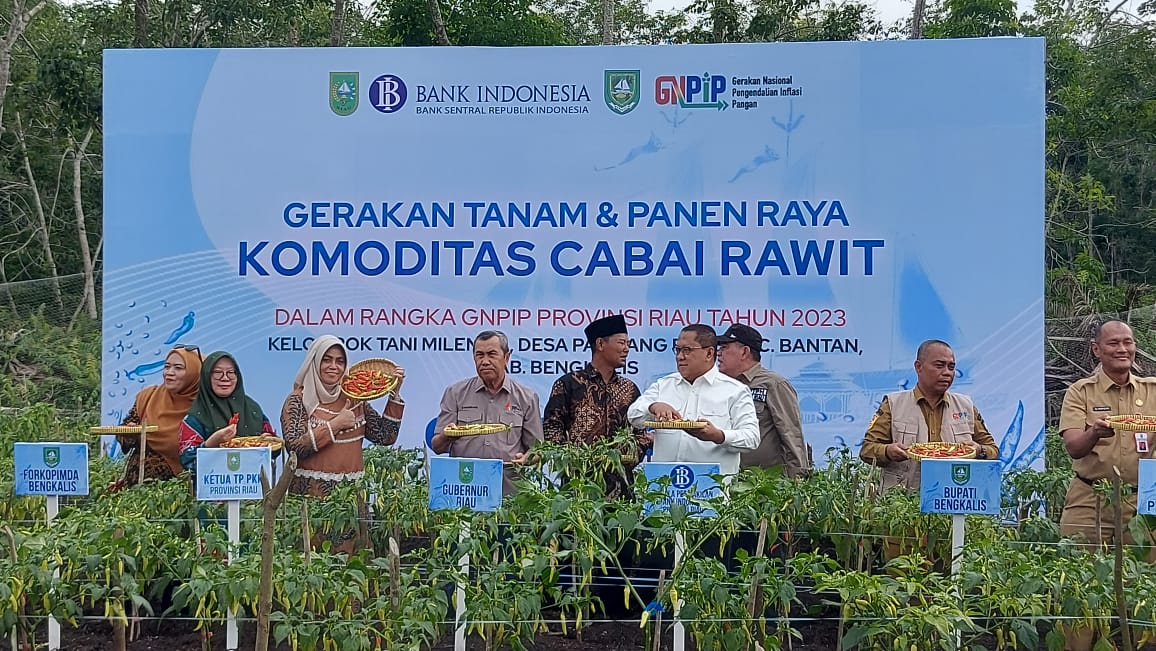 Gubri dan Kepala BI Riau Tanam dan Panen Cabai RawitÂ