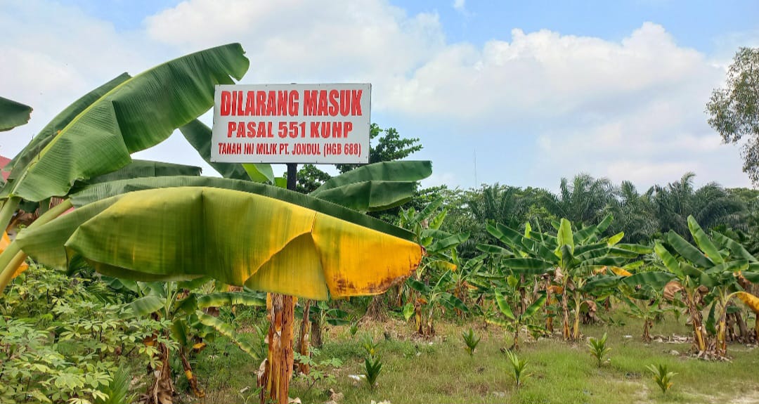 Warga Pekanbaru Akui Lahan Miliknya Diserobot PT Jondul Sudah Bertahun-Tahun