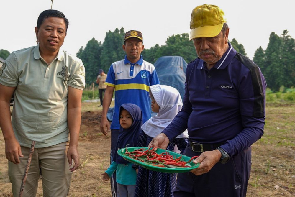 Gubri Panen Cabai dan Ubi Bersama Kelompok Tani Goro SAE di Siak Hulu