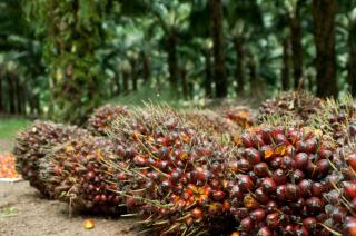 Harga Kelapa Sawit Petani Mitra Swadaya Riau Naik Jadi Rp 2.516,31 Per/Kg