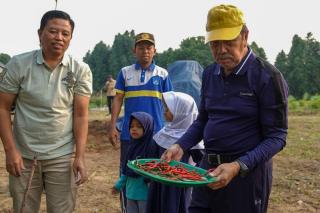 Gubri Panen Cabai dan Ubi Bersama Kelompok Tani Goro SAE di Siak Hulu