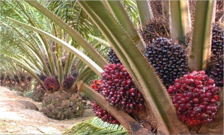 Harga TBS Kelapa Sawit Mitra Plasma di Riau Naik Jadi Rp 2.482,82/Kg