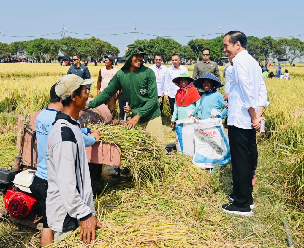 Presiden Jokowi Cek Panen Raya di Indramayu
