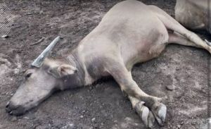 Belasan Sapi Mati Mendadak di Kampar Akibat Keracunan Potas