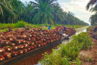 Harga Kelapa Sawit Mitra Plasma di Riau Turun Jadi Rp 2.456,43/Kg