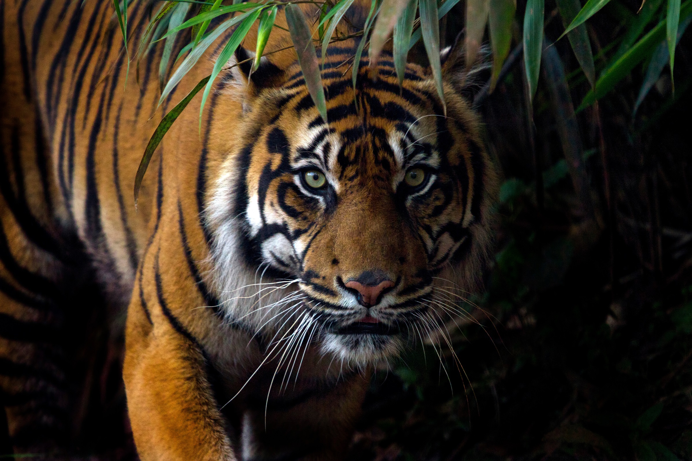 Waspada! Harimau Sumatera Muncul di Siak, Sapi Warga Diterkam