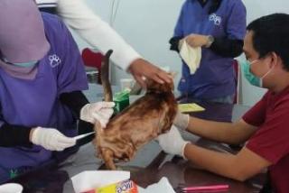1.586 Ekor Hewan di Riau Ikuti Vaksinasi Rabies Gratis