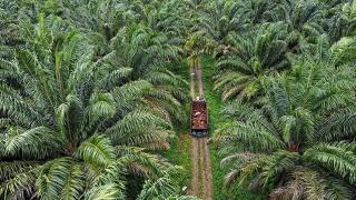September, Kelapa Sawit Jadi Pendorong Utama Kenaikan NTPR di RiauÂ 