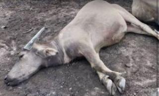 Belasan Sapi Mati Mendadak di Kampar Akibat Keracunan Potas