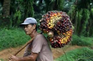 Harga Kelapa Sawit Mitra Plasma di Riau Naik Jadi Rp 2.535,37/Kg