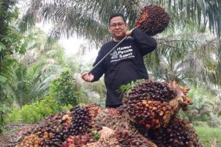 Harga Kelapa Sawit Petani Mitra Swadaya di Riau Turun Jadi Rp 2.450,85/Kg 