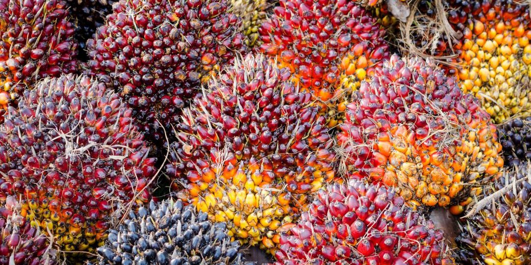 Harga Kelapa Sawit Petani Mitra Swadaya di Riau Turun Jadi Rp 2.422,62/KgÂ