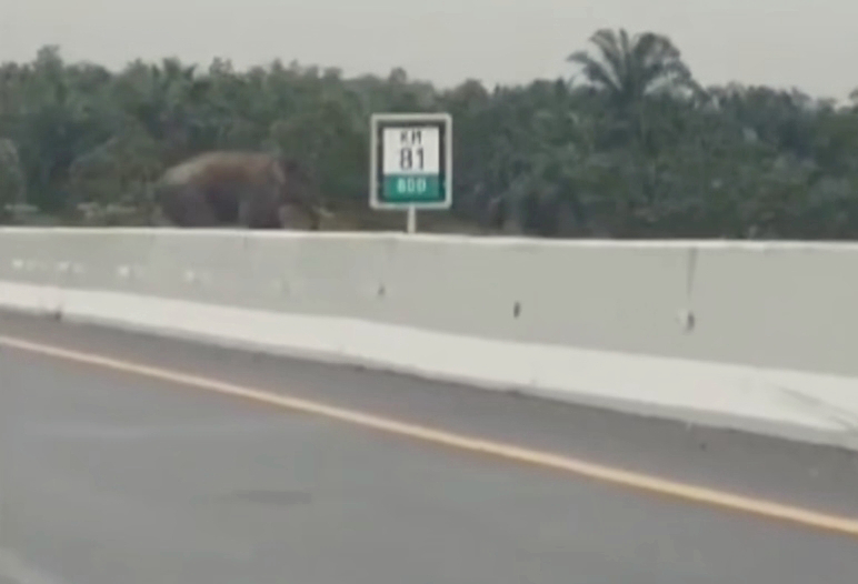 Ada Gajah Seberangi Tol Pekanbaru-Permai, Ini Penjelasan BBKSDA Riau
