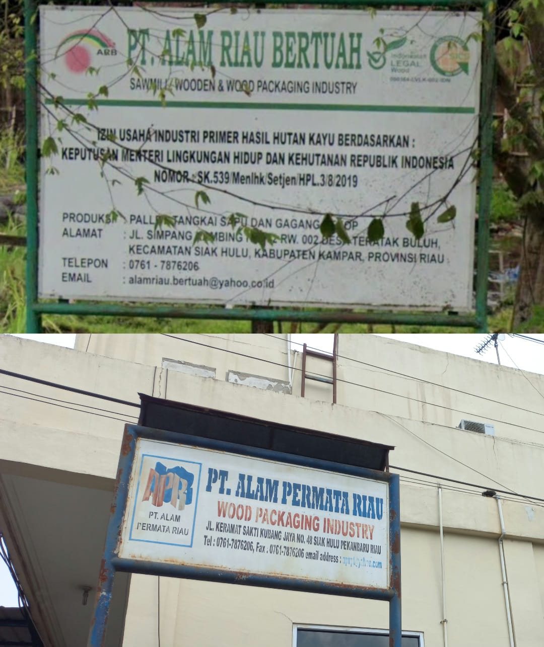 Puluhan Ton Kayu Akasia Diduga dari RAPP Disuplai ke Dua Perusahaan Palet di Siak Hulu