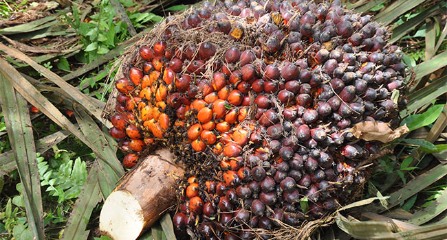 Harga Kelapa Sawit Petani Mitra Swadaya di Riau Naik Jadi Rp2.571,94 per KgÂ