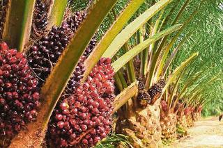 Harga Kelapa Sawit Petani Mitra Swadaya di Riau Naik Jadi Rp2.489,35/Kg