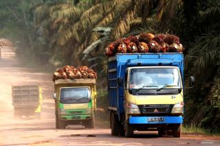 Harga Kelapa Sawit Petani Mitra Swadaya di Riau Naik Jadi Rp 2.533,92/Kg