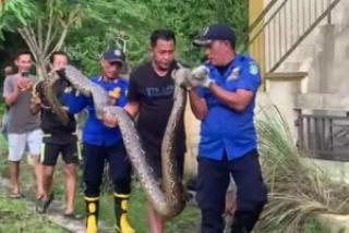 Tim Damkar Evakuasi Ular Piton Makan Kambing di Parit Rumah Warga Kepulauan Meranti