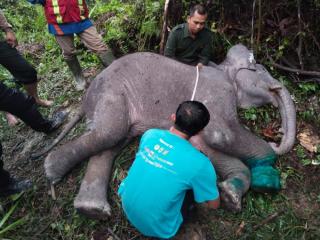 Tragis! Bayi Gajah di Pelalawan Ditemukan Mati Akibat Luka Terjerat Tali Nilon