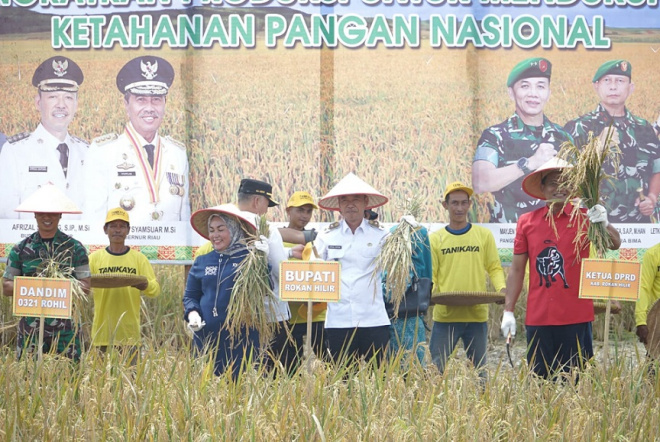 Dukung Ketahanan Pangan Nasional, Bupati Rohil Panen Raya di Pekaitan