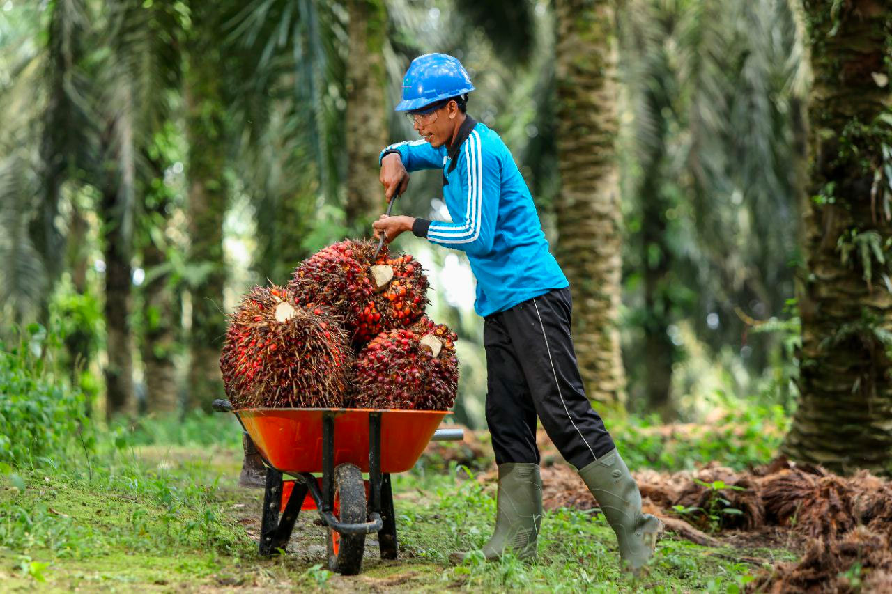 Harga Kelapa Sawit Petani Mitra Swadaya di Riau Turun Jadi Rp 2.520,12/Kg