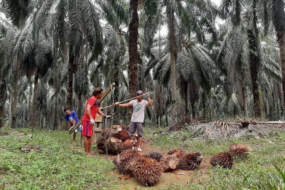 Harga Kelapa Sawit Mitra Plasma di Riau Naik Jadi Rp 2.549,03/Kg