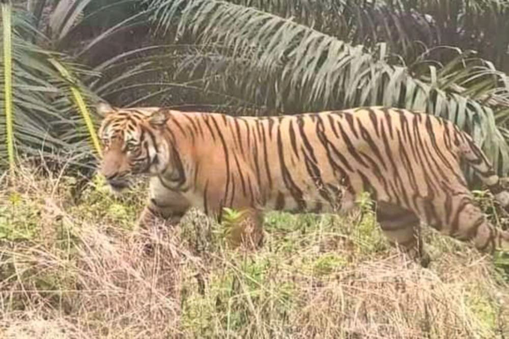 Waspada! Warga Rekam Penampakan Harimau Sumatra Betina dan Anaknya di Inhu