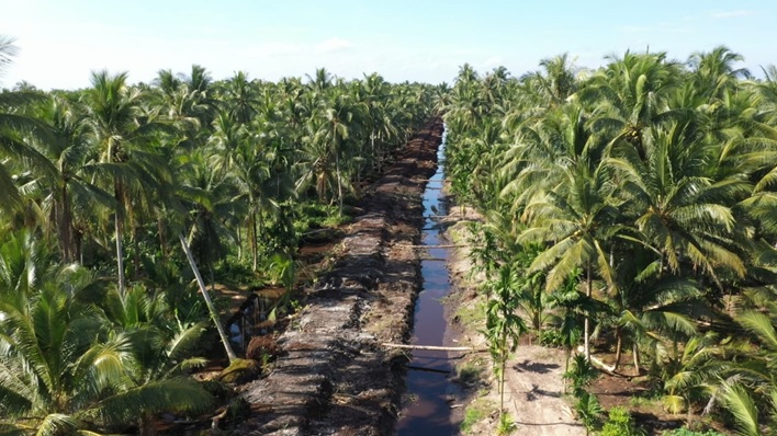 Tahun Ini, Kebun Kelapa Masyarakat di Inhil dan Pelalawan akan Direplanting