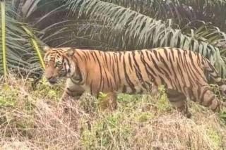 Waspada! Warga Rekam Penampakan Harimau Sumatra Betina dan Anaknya di Inhu