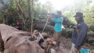 Gajah di Riau Ditemukan Mati Diracun, Gadingnya Hilang Terpotong