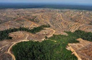 Sepanjang 2023, Walhi Sumatera Catat Riau Kehilangan 20 Ribu Hektare HutanÂ 
