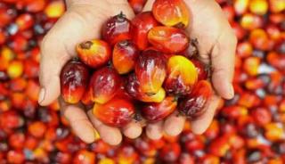 Petani Sawit Mitra Swadaya di Riau Tersenyum Lebar, Harga TBS Naik Jadi Rp2.725,98/Kg