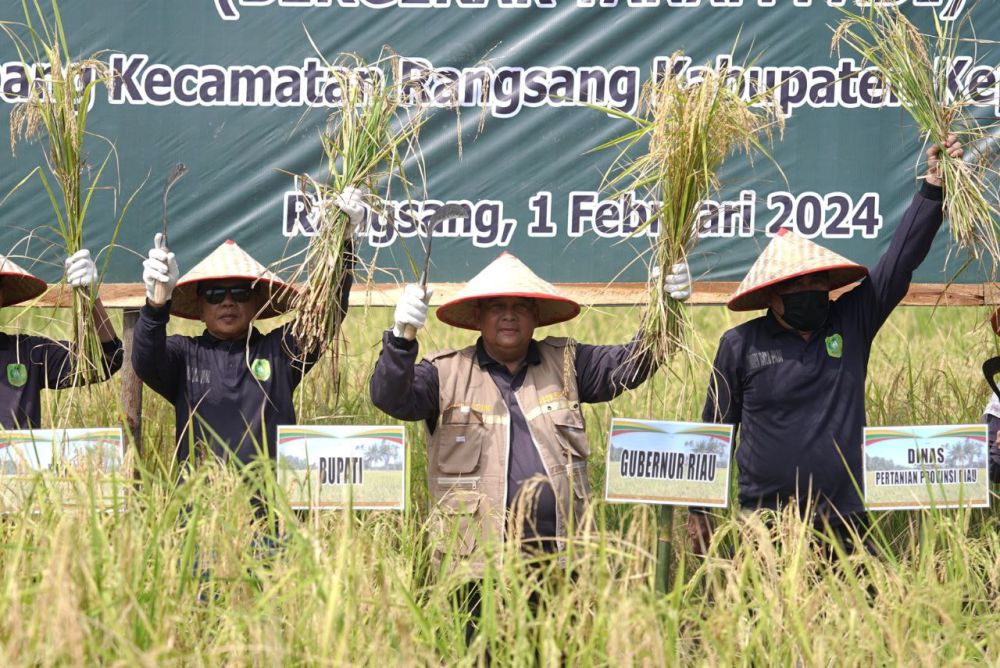 Gubri Edy Nasution Panen Raya Padi di Desa Topang