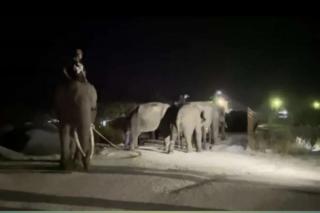 BB KSDA Riau Giring Dua Ekor Gajah Liar dari Pelalawan