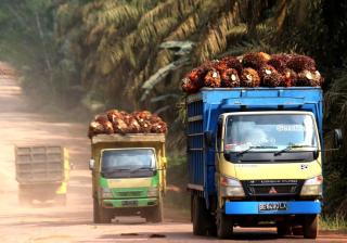 Harga Kelapa Sawit Mitra Swadaya di Riau Turun Jadi Rp 2.633,03/Kg