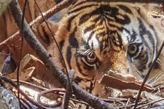 Ngeri! Bocah di Siak Nyaris Tewas Dimangsa Harimau