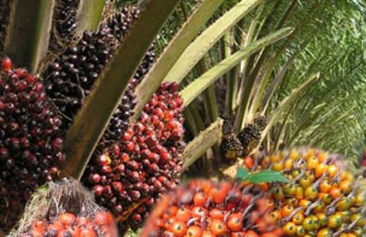 Harga Kelapa Sawit Mitra Swadaya di Riau Naik Jadi Rp 2.763,24/Kg