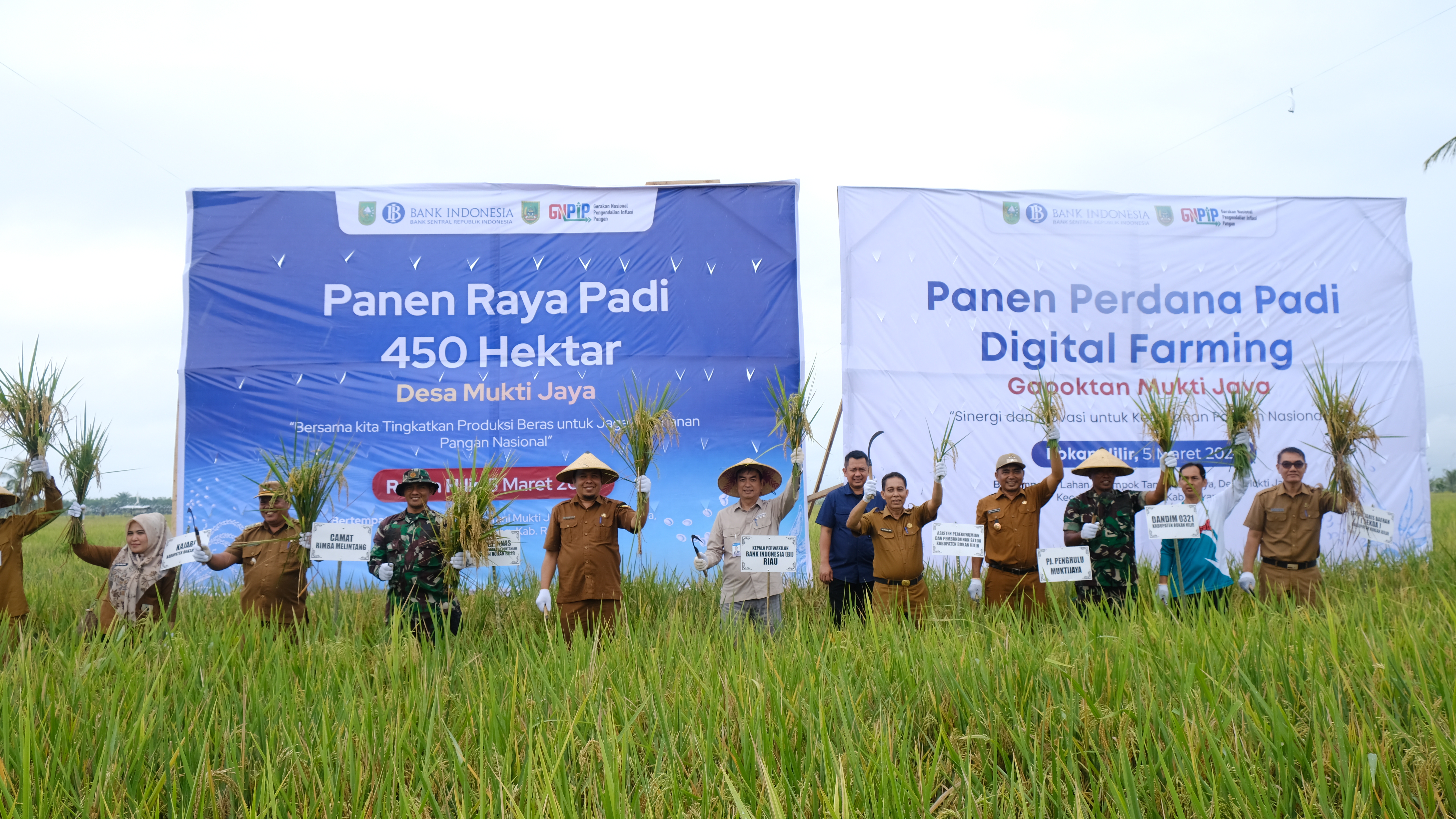 BI Riau Bersama TPID Rohil Panen Raya Padi dan Panen Perdana Demplot Digital FarmingÂ 