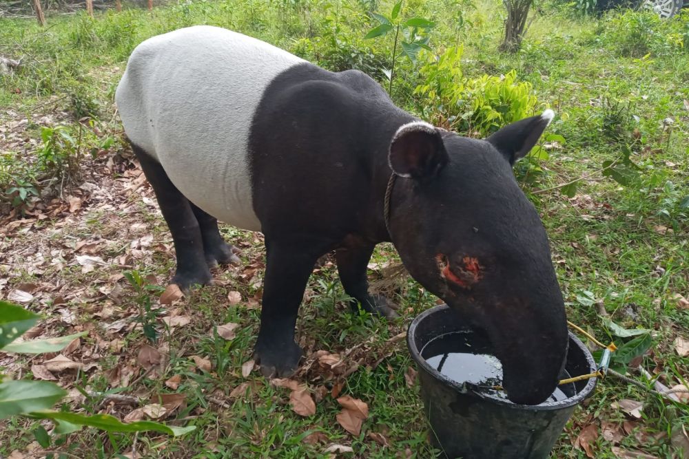 Viral, Tapir Ukuran Besar Muncul di Jalan Permukiman Warga Pekanbaru
