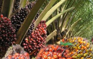 Harga Kelapa Sawit Mitra Swadaya di Riau Naik Jadi Rp 2.763,24/Kg