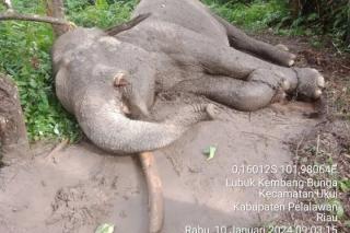 Aktivis Desak Polda Riau Tuntaskan Penyelidikan Kematian Gajah Rahman