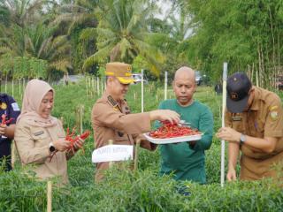 Pj Bupati Panen Cabai Merah di Pulau Birandang