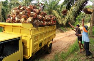 Harga Kelapa Sawit Mitra Swadaya di Riau Naik Jadi Rp2.891,88 per kg